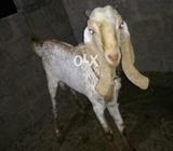 Makki Cheeni Bakra
