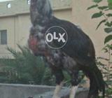 Mianwali patha In moulting