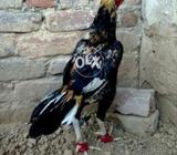 Mianwali sawaa patha