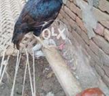 Orgnal lasanii mushkyee