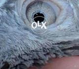 Out class breedar female