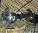 Sabz kabra madi ha baab kabra nar ha