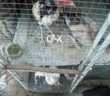 Saleta jora high blood