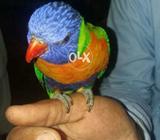 Sawing sun lori taking