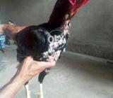 Sseel.bredar lal.rang