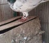 Sub sath dene hain khatm karahahn