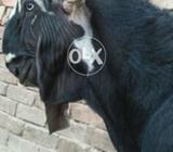 Top Quality Rahim yar Khan Beetal Bakra