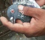 Vip pair me khatm karahahn tbi paise kam likhy hain