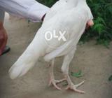 White murgi