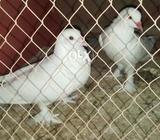 White serazi big size ready to breed