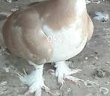 Zard sherazi pamoz chks