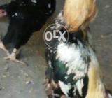 ایک مرغا جاوارنگ