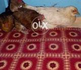 3 Hans 1 murga total 4.ghar Pali hn