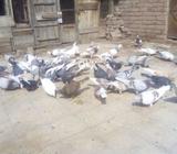 Achy paty hy ghar k hy or jory bi hy wo bi bachny hy