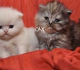 Active and naughty kitten's