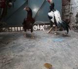 Asel pair ha bara acha