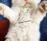 DeCent cuteeeeee little kitty