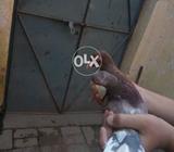 Israli female china dobaz male