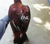 Jiss ny lena hai wo rabta kery