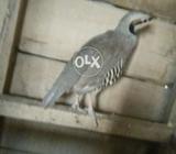 Male he female Mar gi bereedar male he