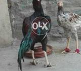 Moshka ptha quality ap ke samne choris nali longh hite jis lo samjh he