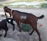 Nagri Goat with 2baby