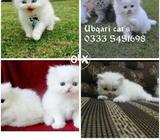 Naughty PeRsian kitten's