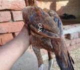 Pour mokoi thai cras pathian