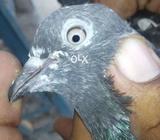 Qasoori nar ferozpuri madi