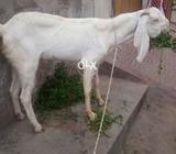 Rajan pori bakar hy