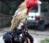 Speeder jawa available