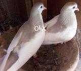 ملتانی آبیری خال گلدار