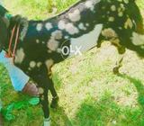 Ablak beauty male for sale