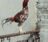 Achi halt my hy