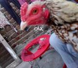 Aseel phata Boht acha ha gar ka ha no chang