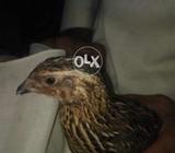 Baatair ghr ka pala hua