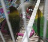 Balik mask or feshar for sell 3 4 5 7 1 7 6 5 8 8