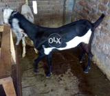 Beetal goat path kheree