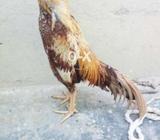 Bengum for sal/exchange