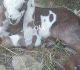 Beta path for sale hay agent