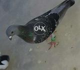 Bhabra Larta Howa hai