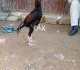 Chitpariya lakha patha