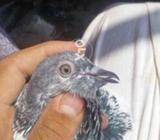 Golden nar chitii madi