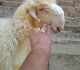 Jampuri Breed Beautiful Nakora White Eybrow