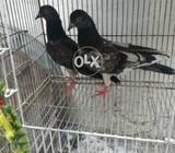 Jooron wally kbooter