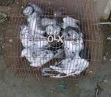 Kabli 500rs par lakin sab saat lagay to