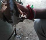 Kach para pathaa full