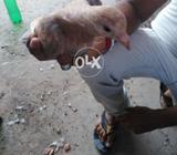 Kach paraa patha