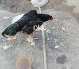 Kala mushka muzbut jor good looking