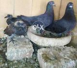 Kale ketle with chicks